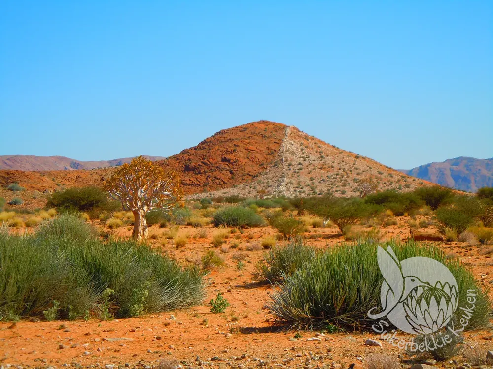 Een kokerboom voor een rode rotsheuvel (Namibië)