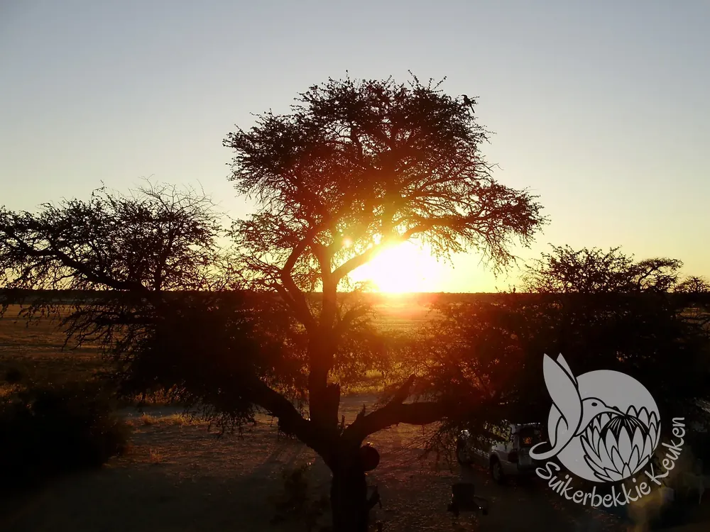 Kameeldoornboom bij zonsondergang, onze kampeerplek in de Kalahari (Botswana)
